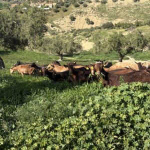 Visita Ganadería + Quesería+ Cata + Menú 1